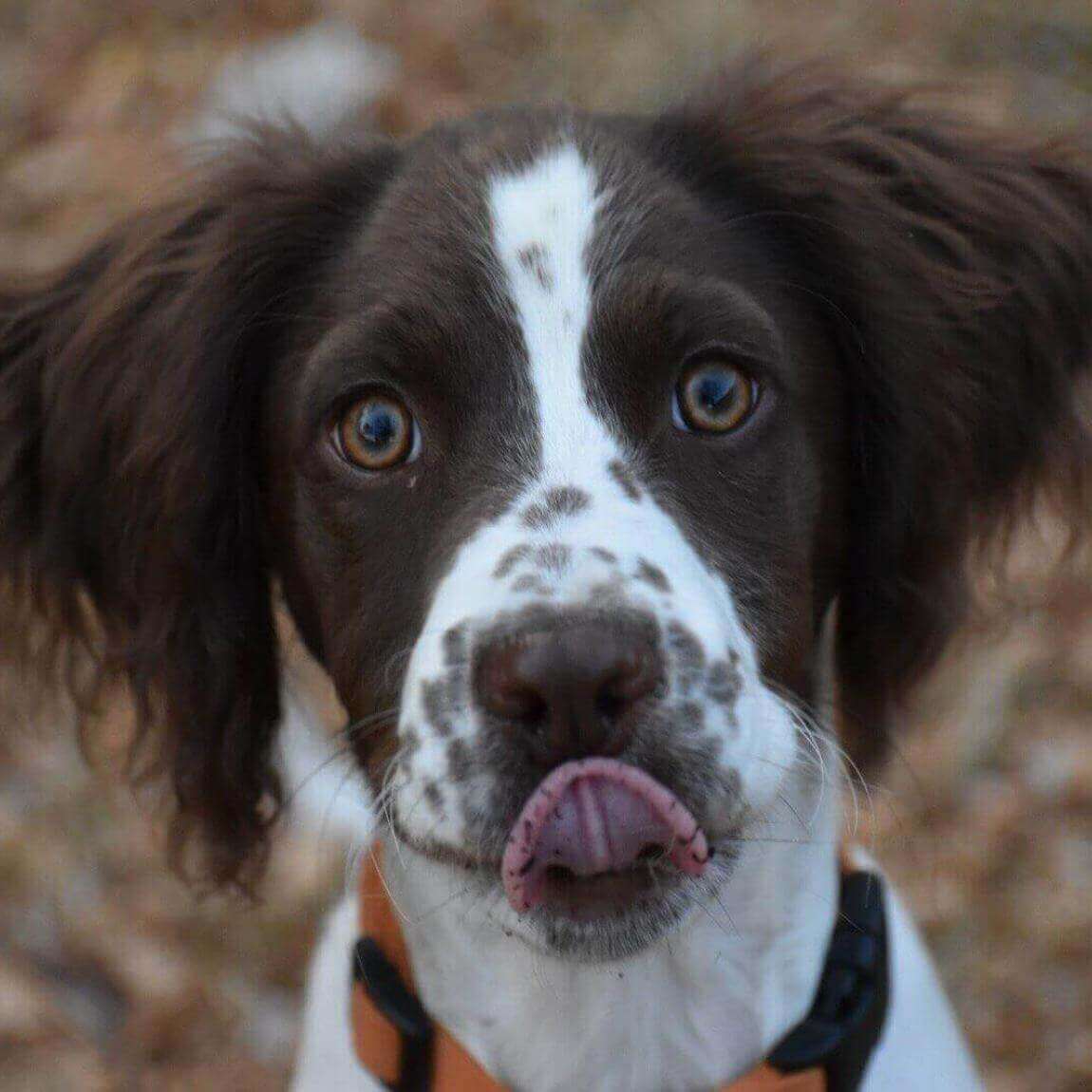 Grants Pass Veterinarian