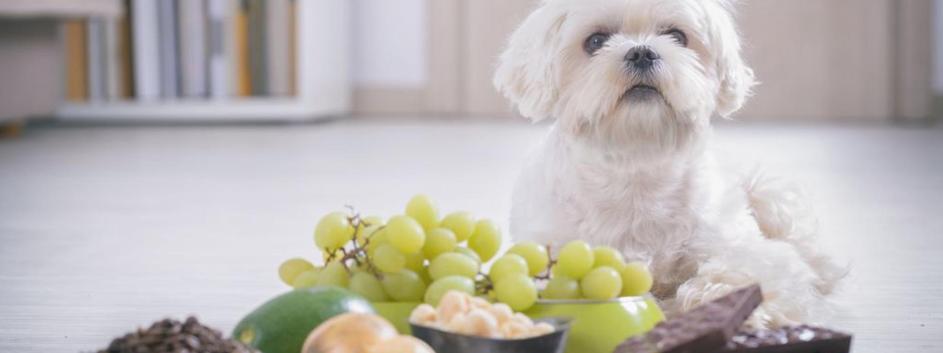9 Human Foods That Are Toxic to Pets And Their Healthy Alternatives